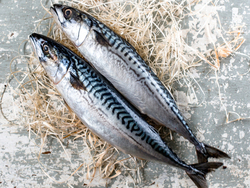 pesce azzurro - serata sospesa fino alla riapertura serale dei ristoranti