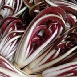 Venerdì 26 novembre: Radicchio e zucca alla trattoria veneta