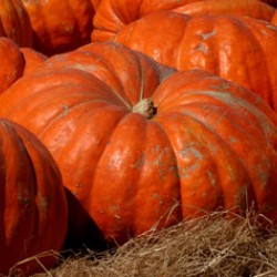 Venerdì 17 dicembre: Zucca: Il colore dell’autunno al Ristorante Zemin