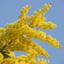 Festa della donna in allegra compagnia