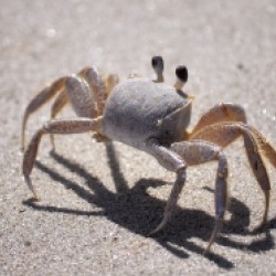 Prendeteli con le pinze! A tavola con i crostacei