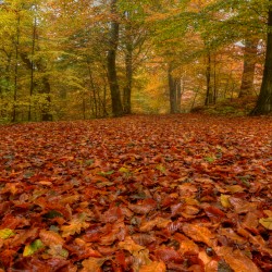 L'Autunno in tavola al Ristorante dal Francese