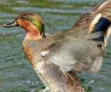 Serata della Tradizione di Toni Cuco per il ciclo Le Buone Tavole dei Berici