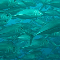 Serata enogastronomica: Pesce Azzurro 