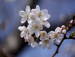 Pasquetta tra i ciliegi in fiore