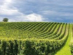 tour in franciacorta: visita alle cantine e degustazioni - 15 e 16 giugno