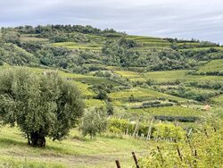 cantina aperta - tenuta natalina grandi