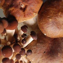 2 OTTOBRE: TUBERI NOBILI E PRIMI FUNGHI D'AUTUNNO da PRIMON